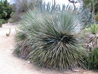 Dasylirion wheeleri
