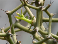 Decarya madagascariensis