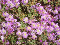 Drosanthemum floribundum