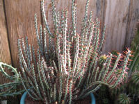 Euphorbia aeruginosa