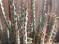 Euphorbia aeruginosa