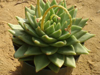 Echeveria agavoides