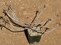 Euphorbia ambovombensis