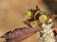 Euphorbia ambovombensis