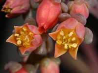 Echeveria amoena