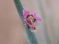 Euphorbia antisyphilitica