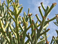 Euphorbia arbuscula