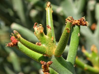 Euphorbia arbuscula