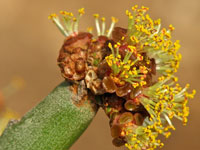 Euphorbia arbuscula