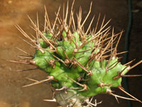 Euphorbia atrox