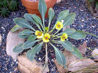 Euphorbia bupleurifolia