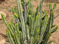 Euphorbia canariensis