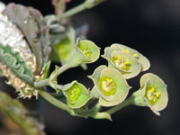 Euphorbia capsaintemariensis