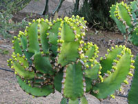 Euphorbia cooperi