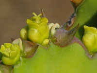 Euphorbia cooperi