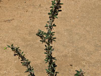 Euphorbia croizatii