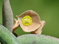 Euphorbia cylindrifolia