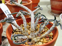 Euphorbia cylindrifolia