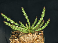 Euphorbia decidua