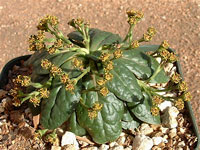 Euphorbia ecklonii