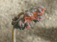 Echeveria elegans