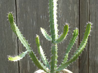 Euphorbia evansii