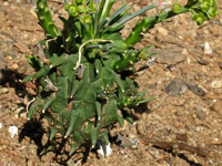 Euphorbia fasciculata On-line Guide to the positive identification of