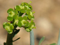 Euphorbia fasciculata