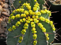 Euphorbia fruticosa