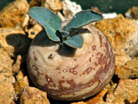 Euphorbia globulicaulis