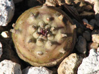 Euphorbia globulicaulis