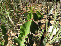 Euphorbia grandicornis