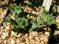 Euphorbia groenewaldii