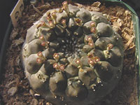 Euphorbia gymnocalycioides