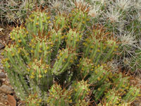 Euphorbia handiensis