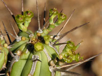 Euphorbia handiensis