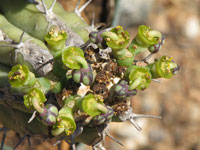 Euphorbia handiensis