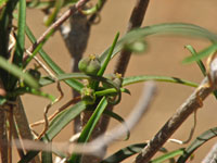 Euphorbia hedyotoides