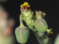 Euphorbia herrei