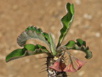 Euphorbia hofstaetteri