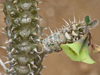 Euphorbia hofstaetteri