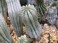 Euphorbia horrida