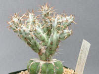 Euphorbia horwoodii