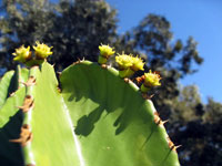 Euphorbia ingens