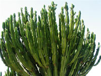 Euphorbia ingens