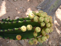 Euphorbia ingens