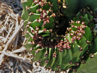 Euphorbia ingens