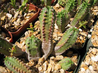 Euphorbia jansenvillensis