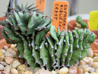 Euphorbia kibwezensis