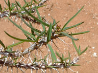 Euphorbia kondoi